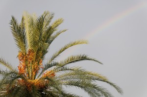 bigstock-Senegal-Palm-And-Rainbow-8974579