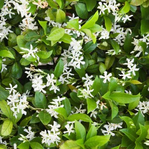 bigstock-Close-up-of-blooming-Jasmine-b-12836312