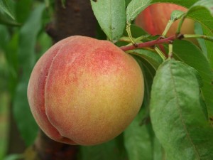 bigstock-Ripe-peach-hanging-on-the-tree-26183177